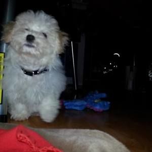 Meet your Posher, Shana